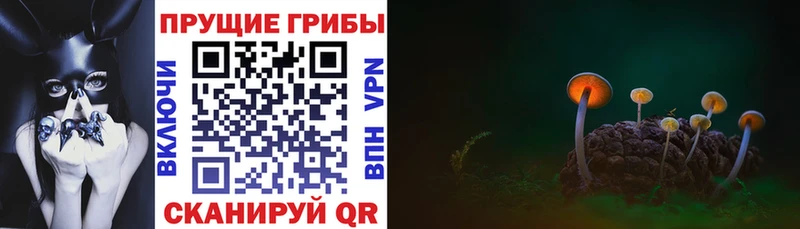 как найти наркотики  Козьмодемьянск  KRAKEN сайт  Псилоцибиновые грибы мицелий 